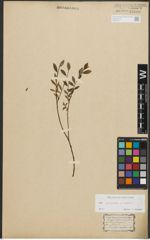 Foto von Salix purpurea L. x Salix repens L.